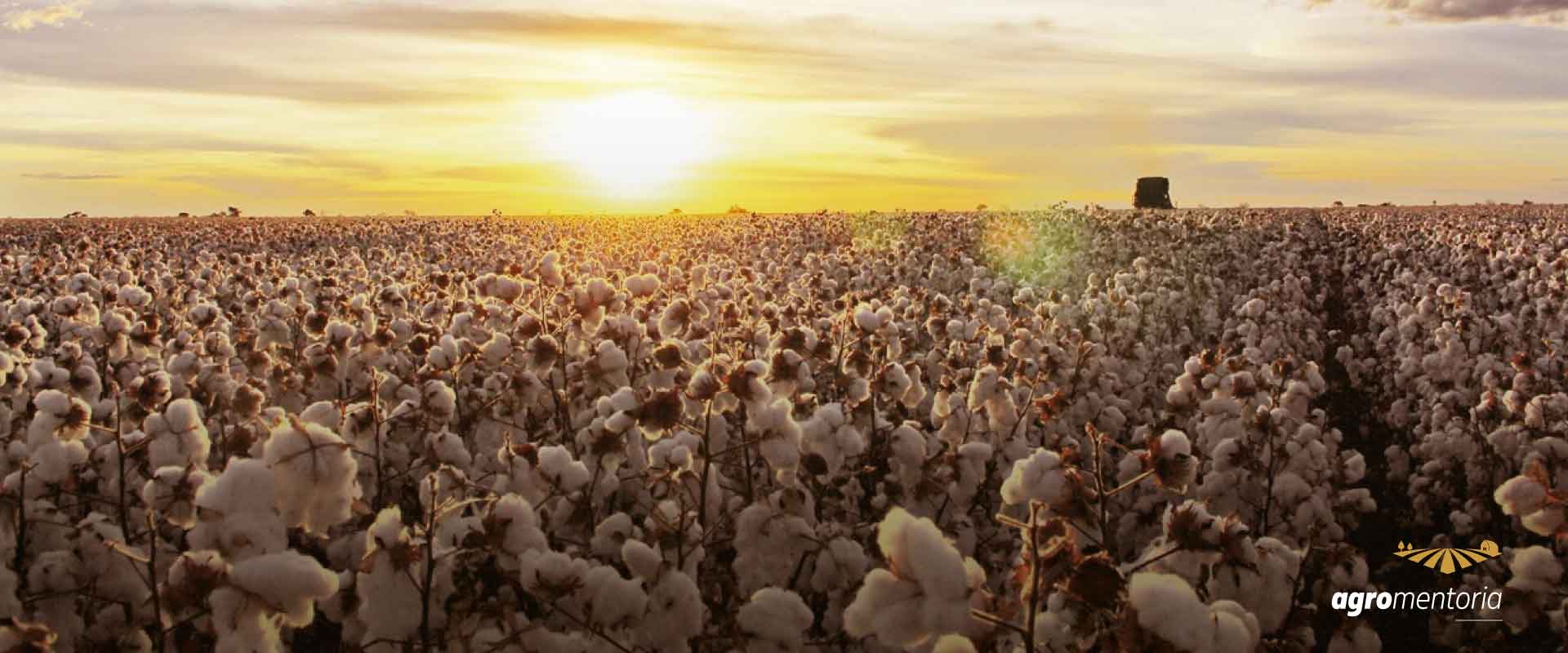 Abrapa fala sobre as expectativas para o próximo governo