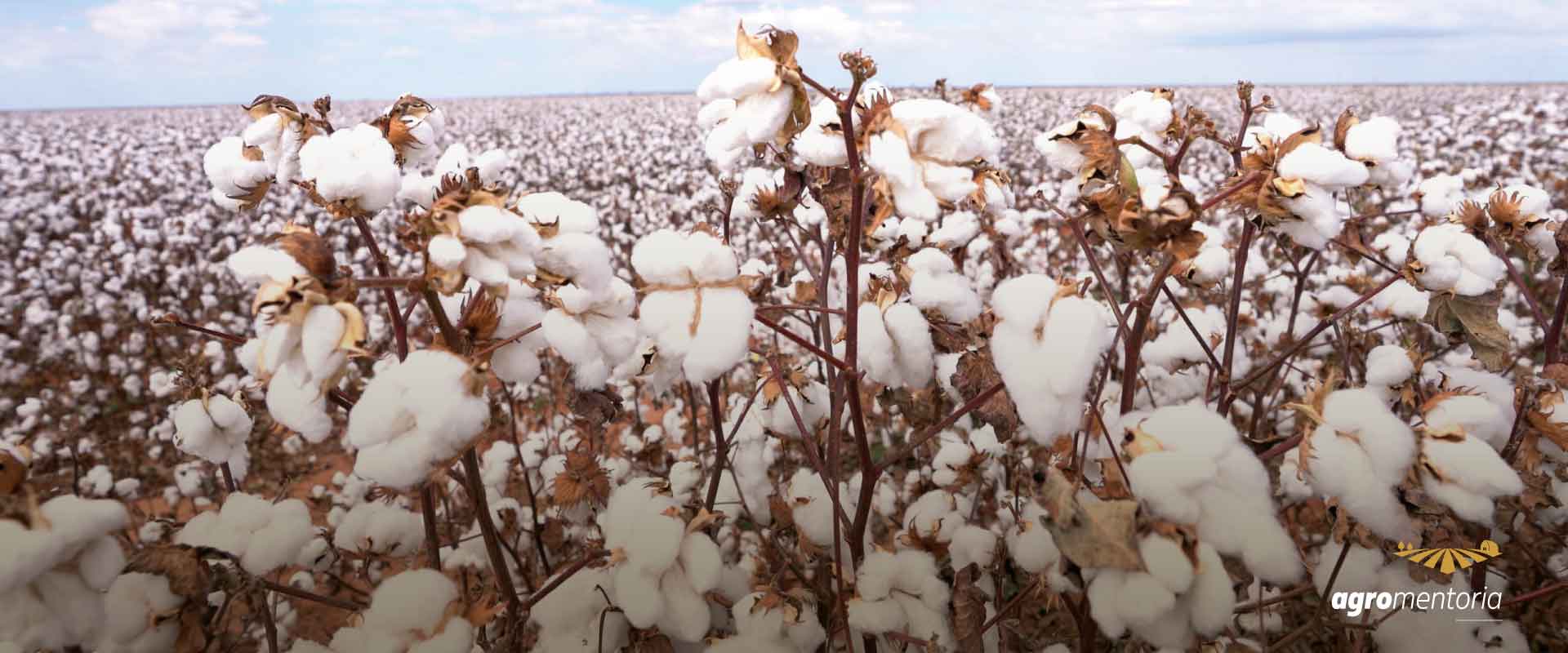 Área plantada de algodão atinge 40% do total na Bahia, diz Abapa
