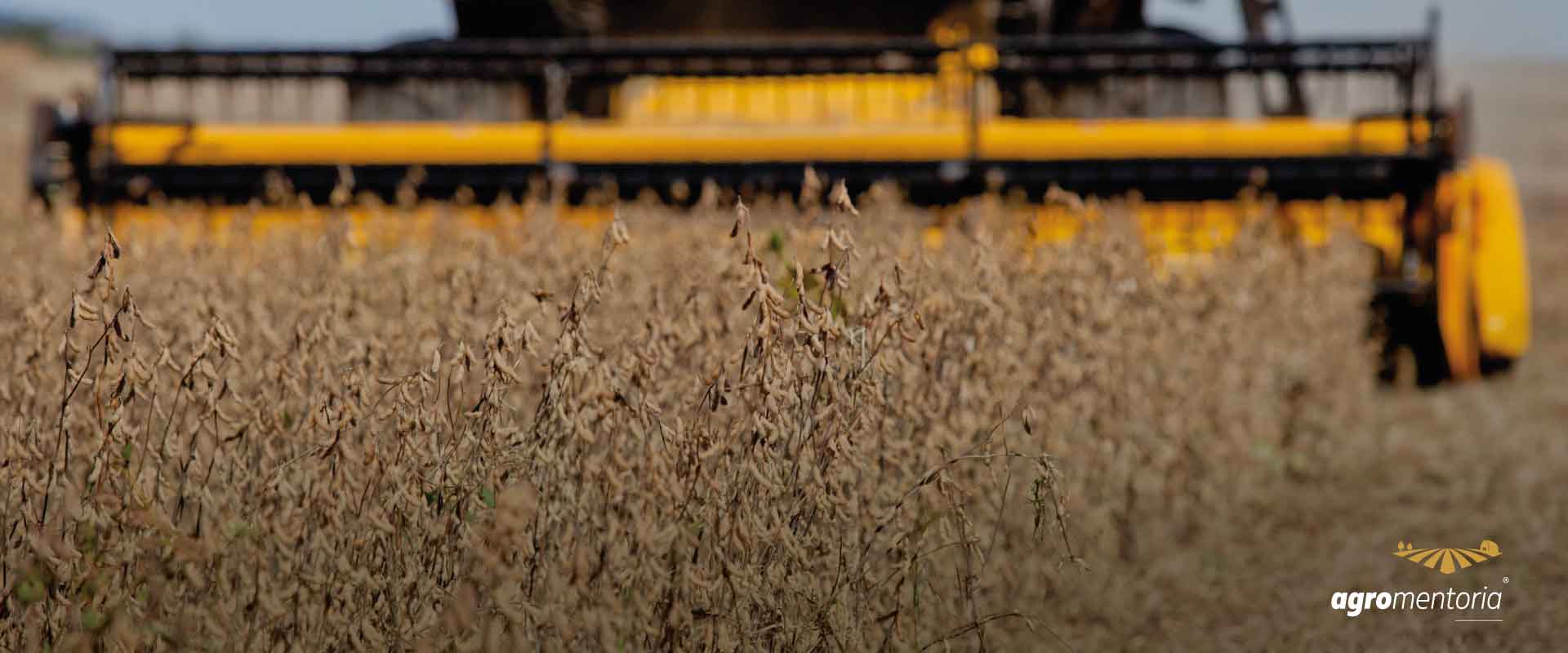 Brasil deve exportar 9,9 milhões de t de soja em fevereiro, diz Anec