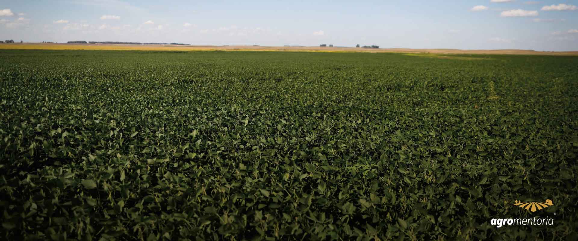 CCJ aprova regulamentação da produção de bioinsumos agrícolas