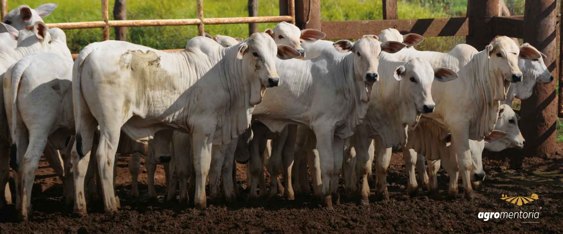 Boi: tendência das cotações ainda é de alta