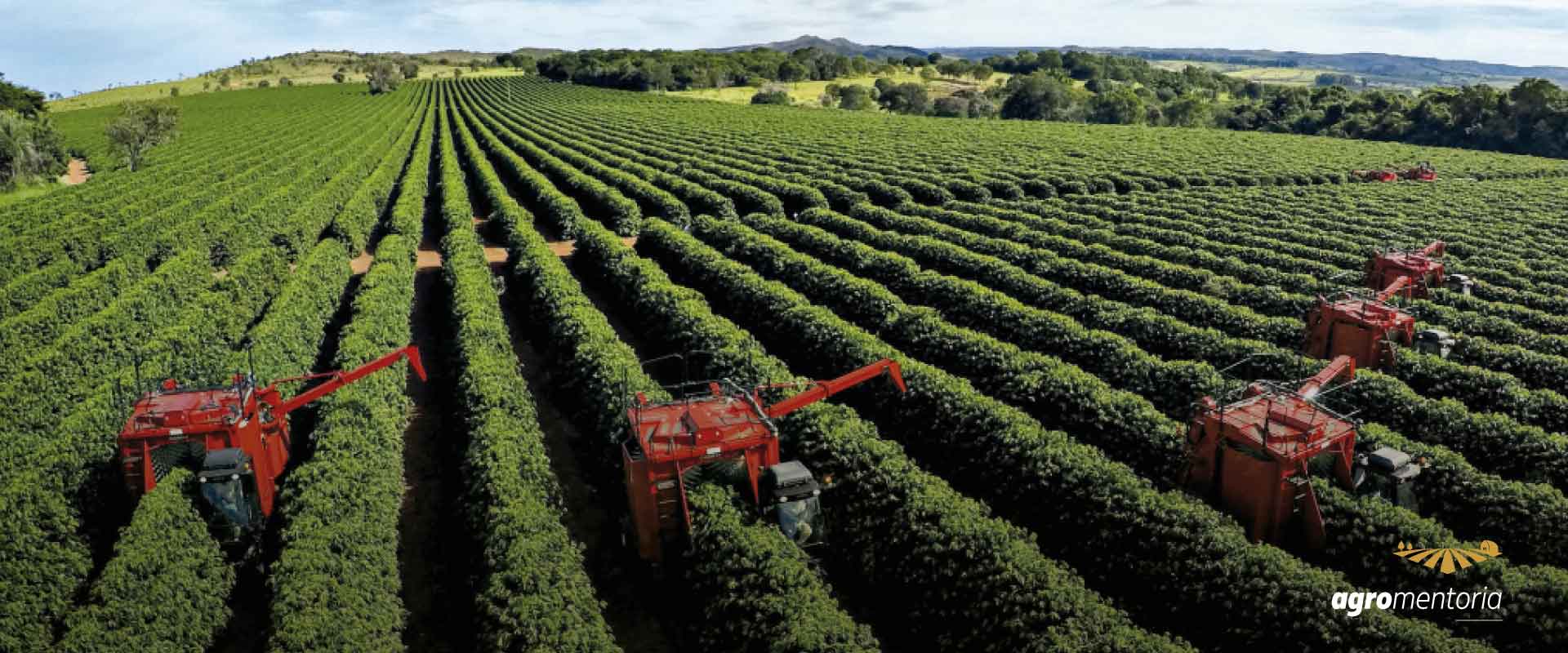 Safra de café deve encerrar o ciclo de 2022 com uma produção de 50,92 milhões de sacas