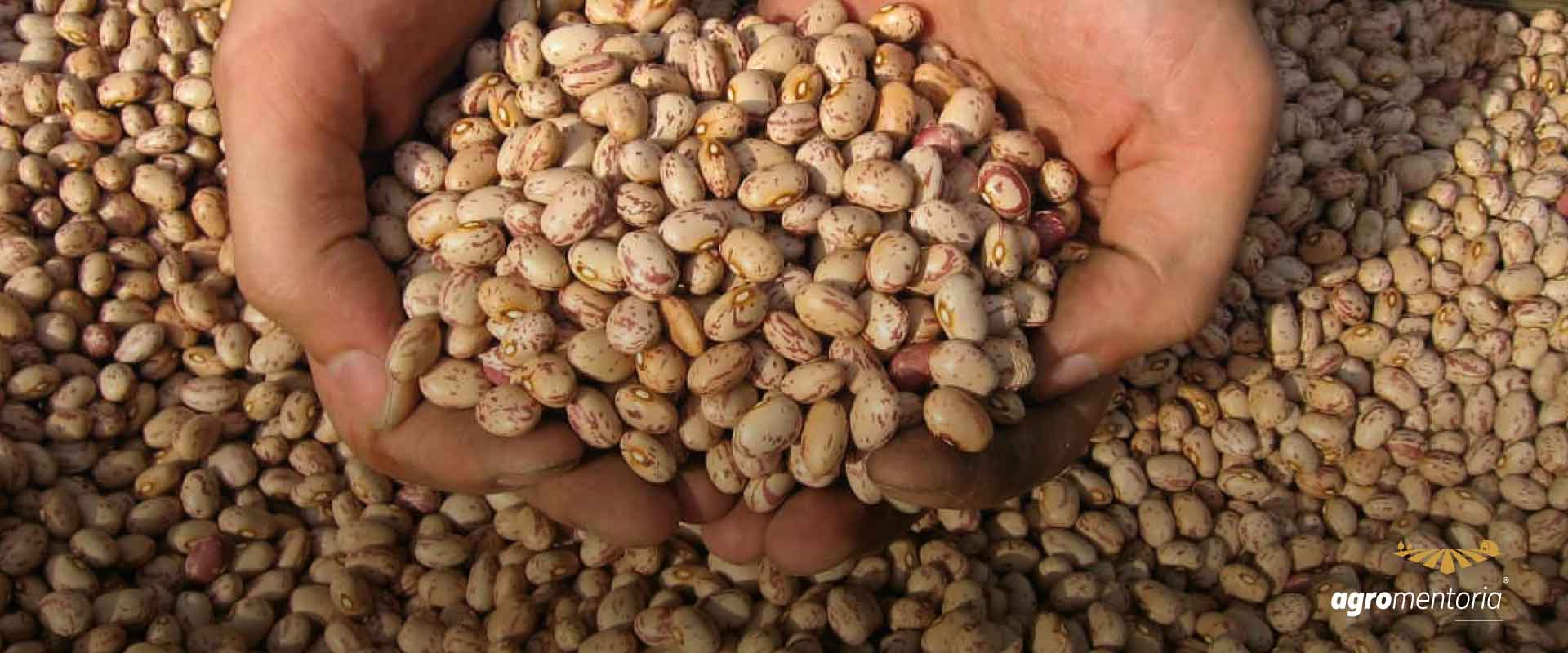 Publicado zoneamento agrícola do feijão 2ª safra para 2022/2023