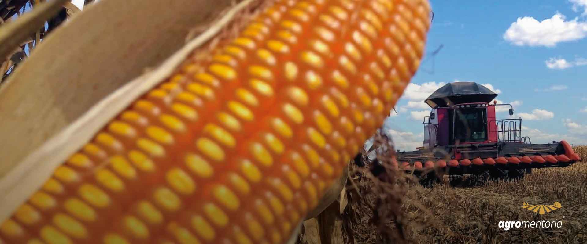 Produção de milho no Paraná deve subir 180% e atingir recorde, aponta Deral
