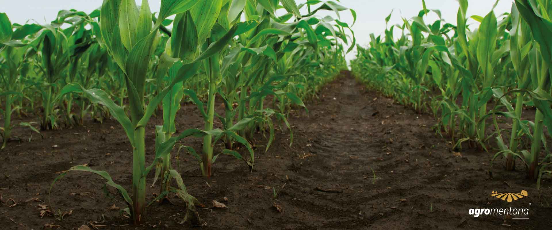 Sistema da Embrapa reduz risco climático para milho safrinha