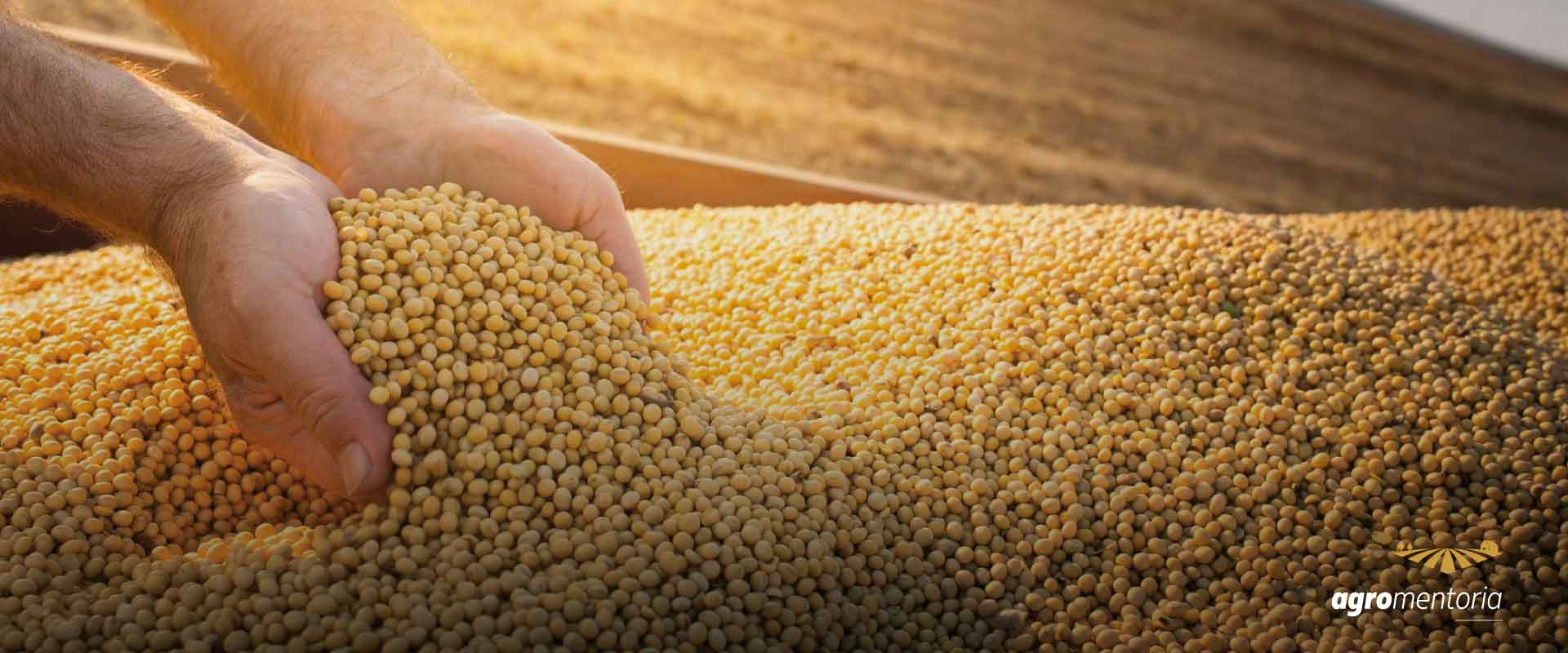 Soja: Cotações futuras iniciam a sessão desta 4ª feira com altas em Chicago