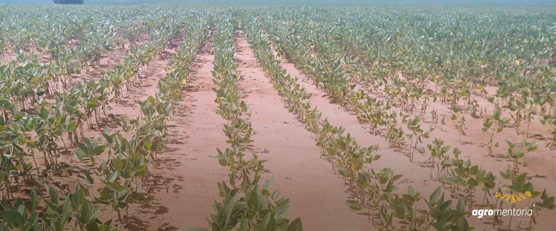 Colheita da safra 21/22 de soja atinge 15% da área no Paraná 