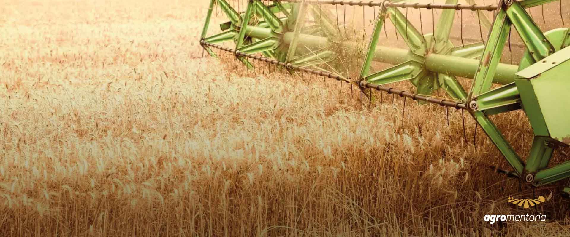 Preços do trigo seguem elevados mesmo diante de safra recorde